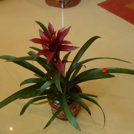 Guzmania(mihaela)